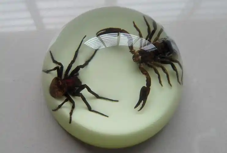 昆虫标本人工琥珀摆件 昆虫标本 蜘蛛 蜈蚣 蝎子 蝴蝶创意礼品 家居台