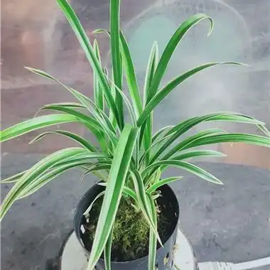 建兰矮种金边 - 中国兰花交易网