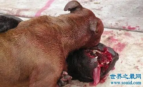 比特犬打架视频 最凶猛的狗能一口咬死藏獒