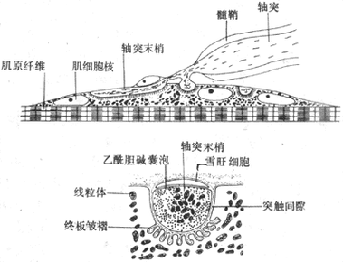 肌细胞膜上称作终板的膜凹陷中,但轴突末梢的膜和终板膜并不直接接触