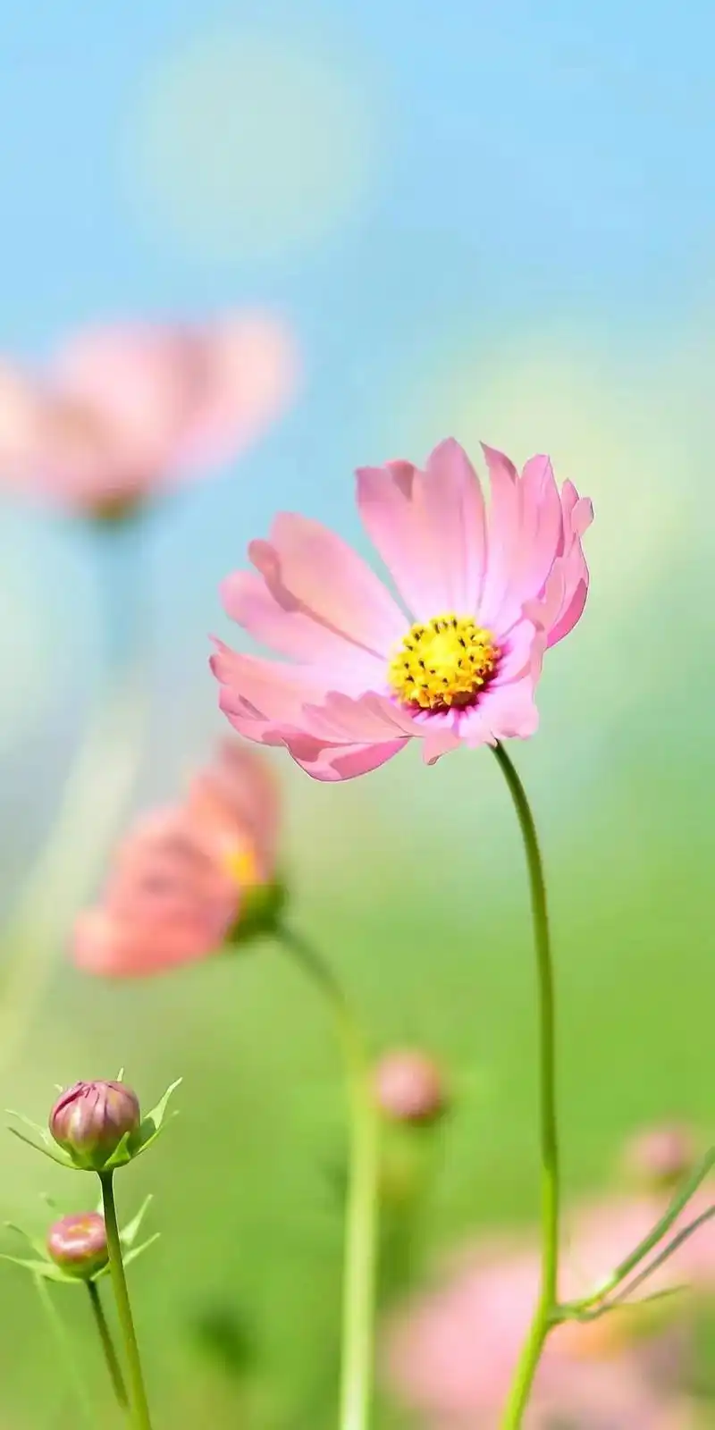 美丽的格桑花壁纸,当格桑花盛开,幸福便会如约而至