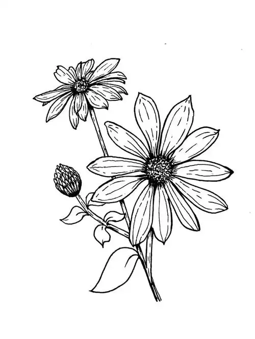 邻居家的万寿菊开的娇艳欲滴,太美了#线描画