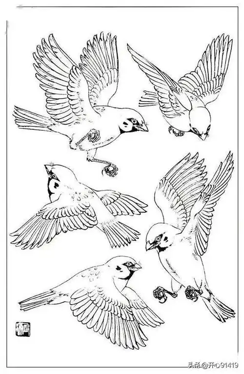 白描飞鸟图欣赏