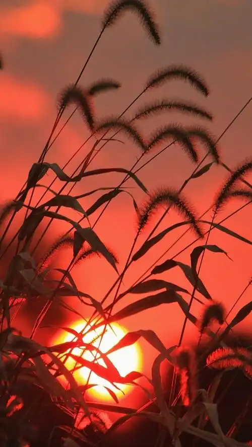 壁纸 草,太阳,日出,红色风格 1920x1200 hd 高清壁纸, 图片, 照片