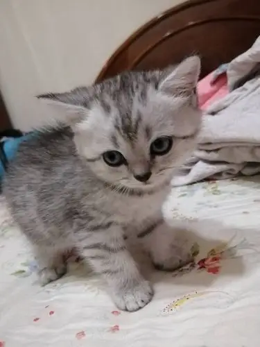 几只银渐层小猫找领养,价格888