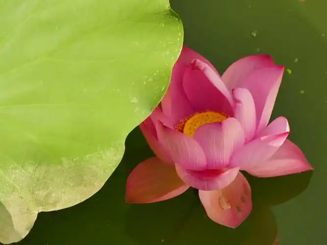 七宝荷花别样情