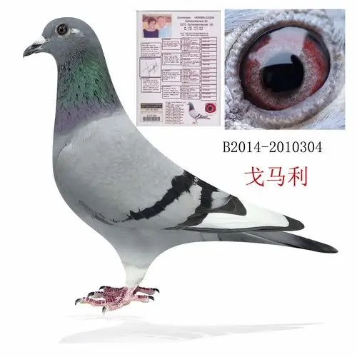 >> 查看拍卖商品