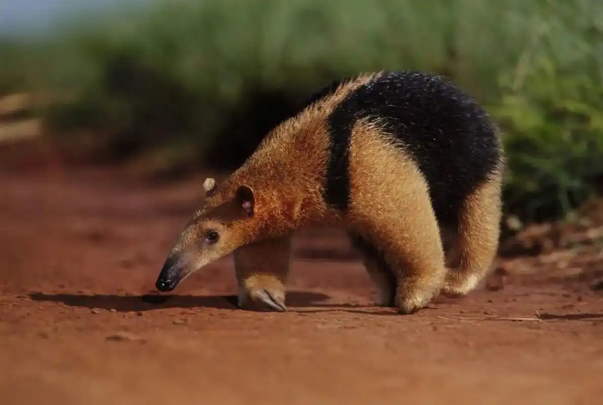 百科:大食蚁兽分布于中,南美洲,体长1-1.3米,其舌能伸出 - 抖音