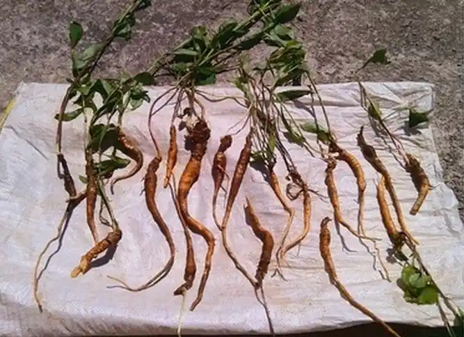 提问私信ta  展开全部 图片不完全,难以判断,粗略猜测应该是下图,沙参