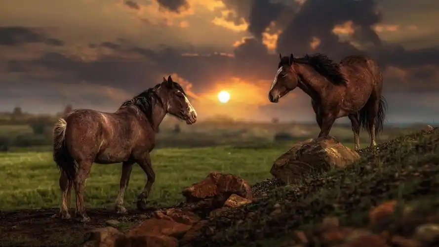 两匹马,日落 750x1334 iphone 8/7/6/6s 壁纸,图片,背景,照片