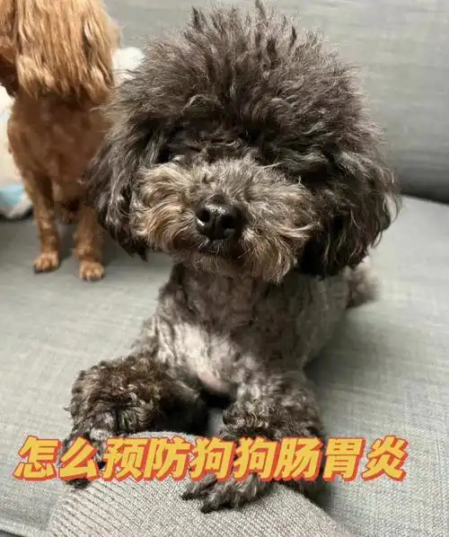 新手养狗,怎么预防狗狗肠胃炎?