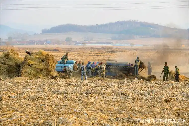 农民正在田间脱粒水稻