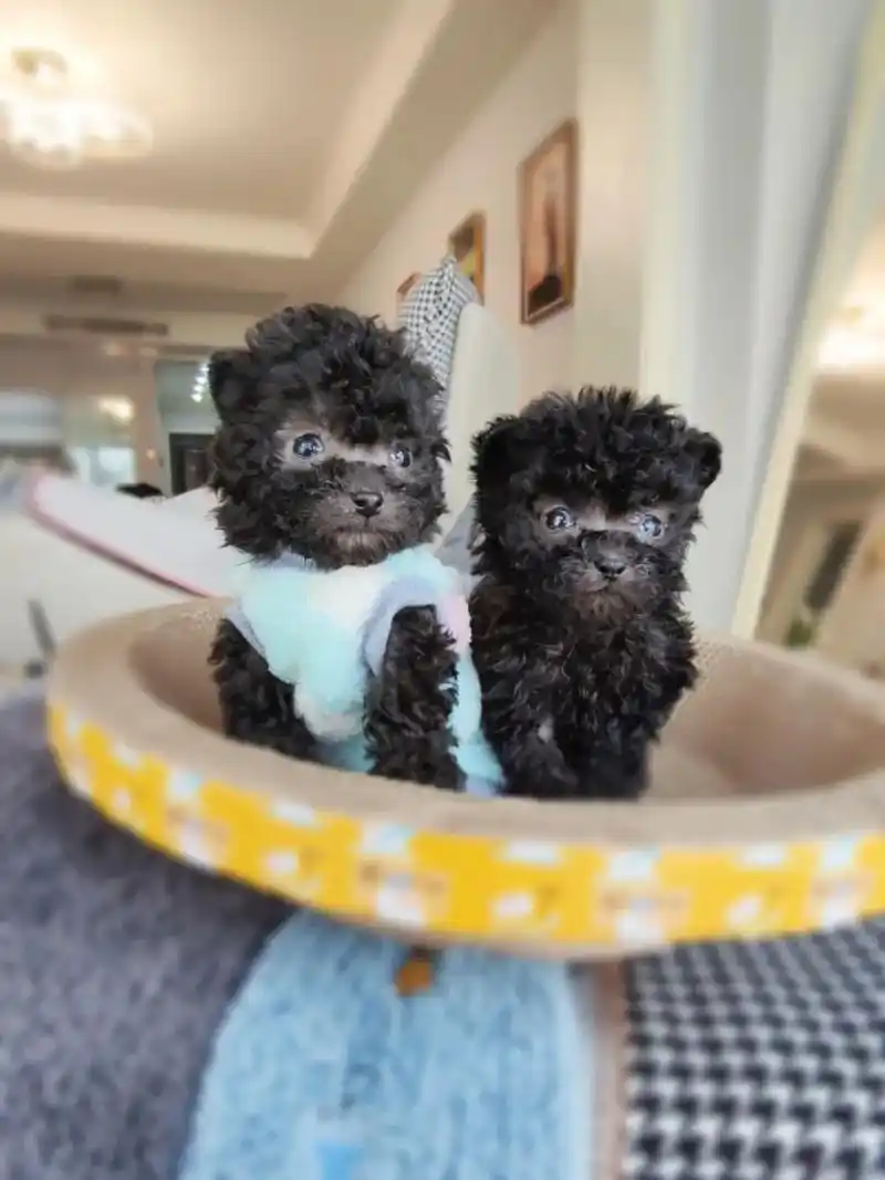 出两只微小体灰泰迪宝宝