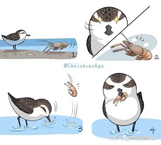 珠宝设计 x 生物医学插画 · 物种保育 | hi,来认识极危萌鸟勺嘴鹬