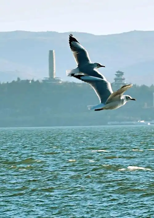彩云与海鸥相伴