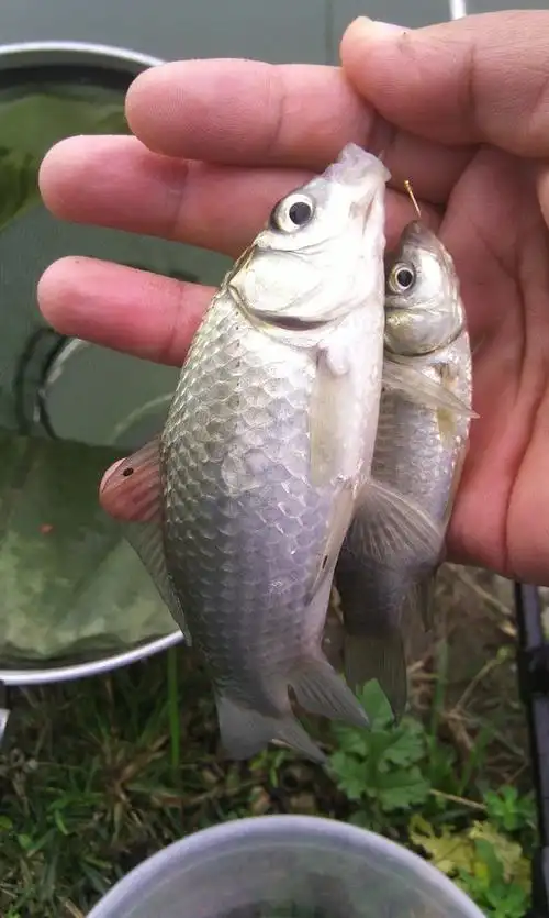 到点手竿,最后渔获图