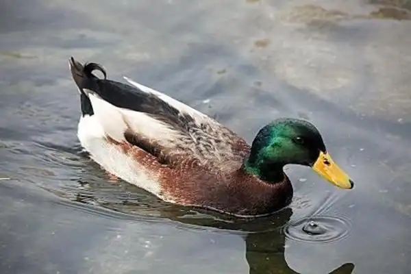 2018年青头鸭苗价格 青头鸭苗批发价格_蜂蜜产业网