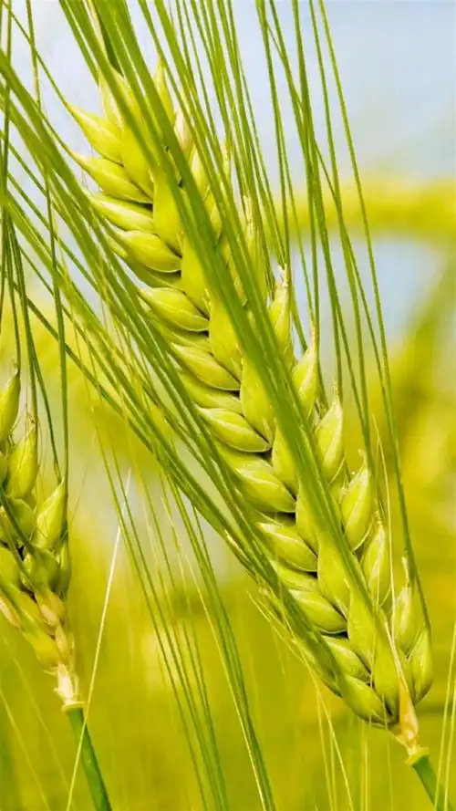 麦田风光,高清图片,手机锁屏桌面-壁纸族