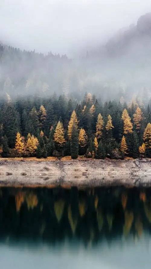 大自然森林壁纸高清护眼