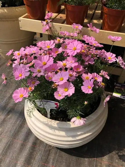 波斯菊常见病害及防治方法 – 宜都市大博雅盆景园