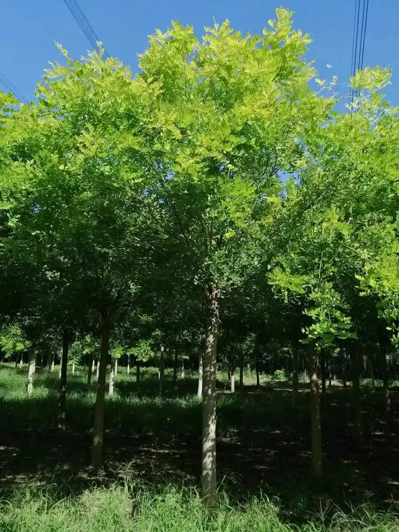 秋植开始,精品苗木,金叶槐10-14公分,国槐14-16公分 - 抖音