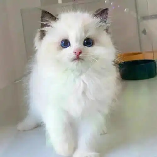 布偶小奶猫领养价出800起