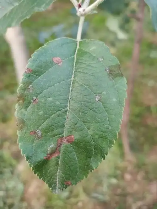 您好请问近几天我的苹果园个别树叶上面出现了红斑点有的像烟熏了一样
