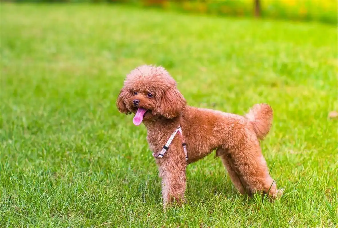首页 桌面壁纸 棕色泰迪可爱造型贵宾犬壁纸图片大全上一张下一张查看