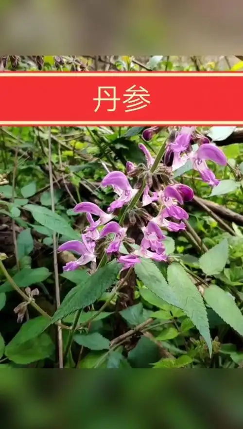 丹参又名赤参为唇形科多年生草本植物.