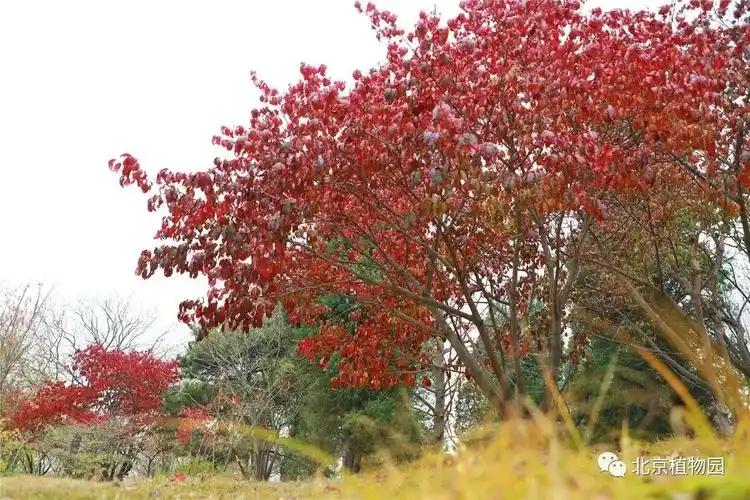 植物云科普丨大花卫矛