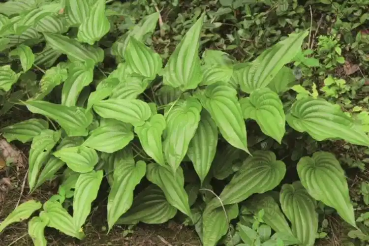 魅力中草药每日一药之百部