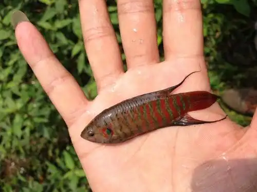 小溪里的漂亮鱼类学名