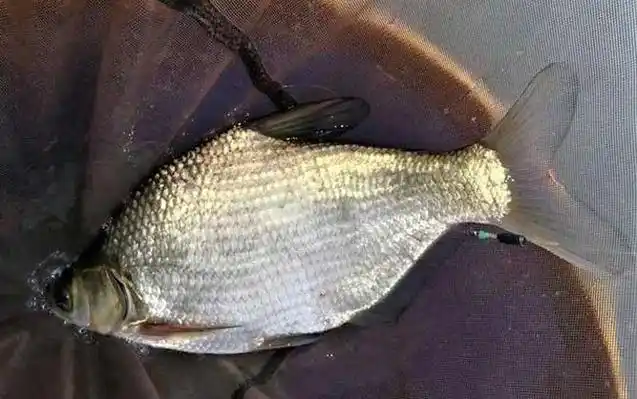 每年几月份可以用玉米钓鳊鱼?_博学屋钓鱼宝典