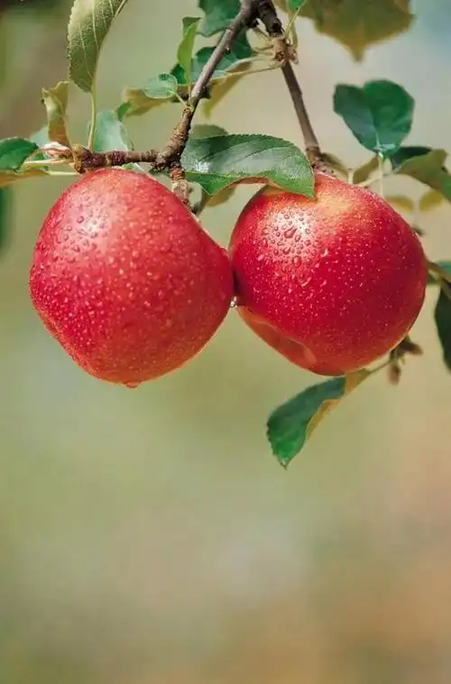 那么,果实是最美的收获.