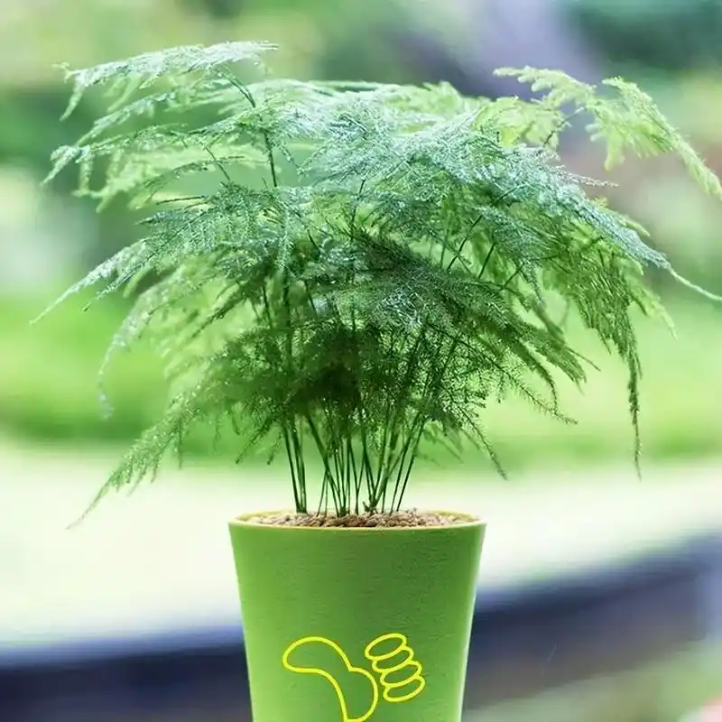 养文竹用这些技巧"诱芽",文竹新芽如笋出,蹭蹭长成"小森林"