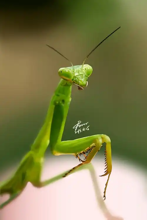 7月写实昆虫练习