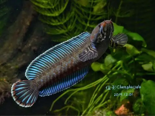 阿萨姆蓝帆七彩雷龙鱼