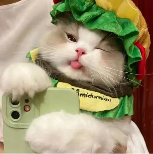 可爱喵星人卖萌头像图片 超级呆萌猫咪头像图片真实(8)张_动物头像_刻