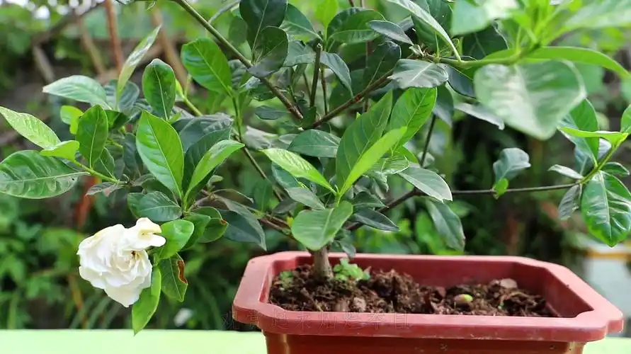 怎么养殖栀子花