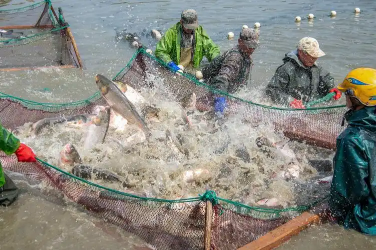 春季围网捕鱼忙