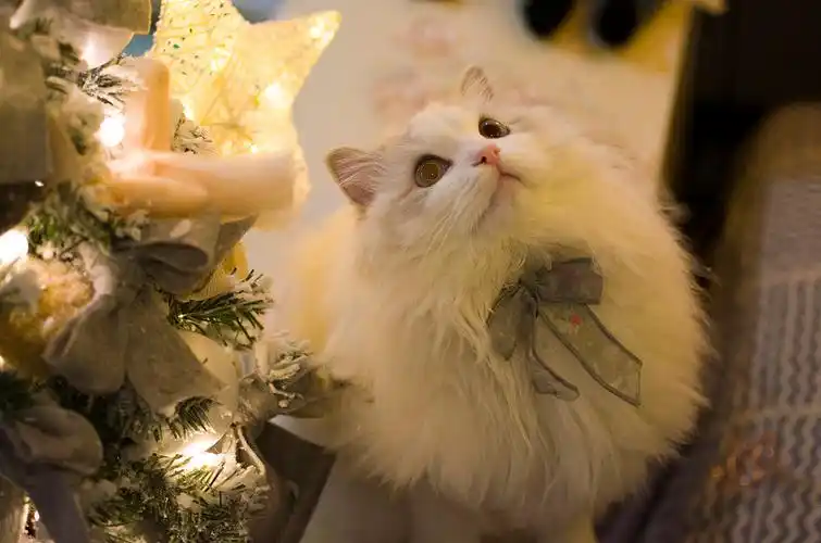 布偶猫米法圣诞节快乐