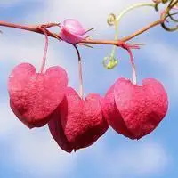 微信头像女人花【点击鼠标右键下载】