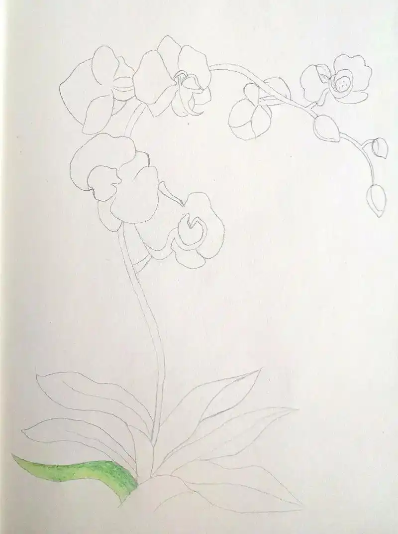 彩铅蝴蝶兰#彩铅画 #绘画过程 #临摹 - 抖音