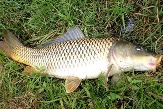 如何在野钓时多上大鱼避小鱼呢记住这几点超管用