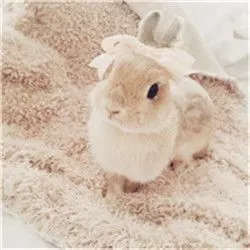 可爱兔子头像爱吃草的的小兔子图片