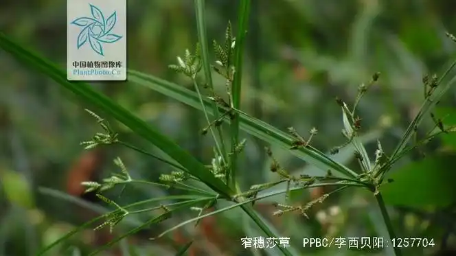 p>窄穗莎草:是 a href="#">莎草科 /a> a href="#" data-lemmaid="