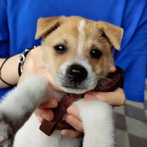 收集全组的黄白毛小土狗!