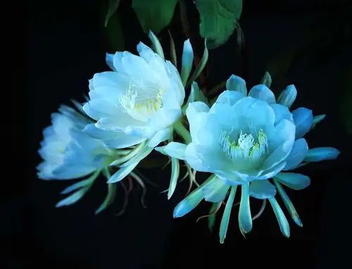 【转载】最美的昙花 呼唤(7)(2.0播放器)