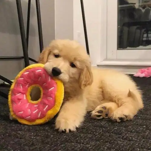 适合永久做头像的呆萌金毛,动物头像图片-回车桌面