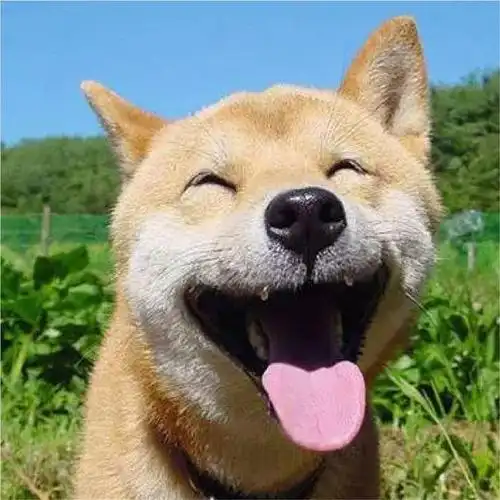 头像包里的动物们沙雕搞笑可爱超萌的都来凑热闹